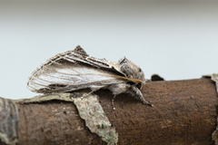 Seljetannspinner (Pheosia tremula)