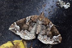 Hagebærmåler (Eulithis prunata)