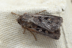 Gråbrunt sandjordfly (Euxoa tritici)