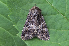 Fiolett nellikfly (Sideridis rivularis)