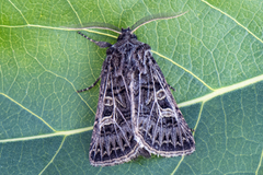 Hvitribbet åkerfly (Tholera decimalis)