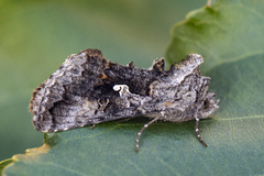 Skogmetallfly (Syngrapha interrogationis)