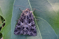 Fiolett nellikfly (Sideridis rivularis)