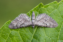 Augustdvergmåler (Eupithecia pusillata)