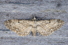 Augustdvergmåler (Eupithecia pusillata)