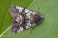 Flekkfly (Crypsedra gemmea)