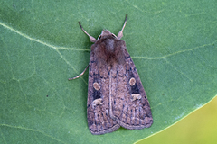 Gulflekkbakkefly (Xestia xanthographa)