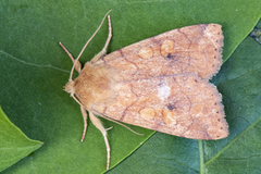 Vinkelfly (Enargia paleacea)