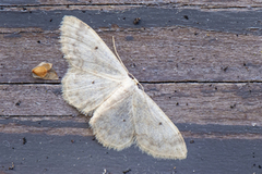 Randengmåler (Idaea biselata)