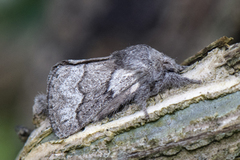 Hagtornspinner (Trichiura crataegi)