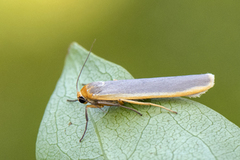 Sølvgrå lavspinner (Eilema complana)