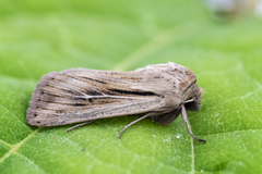 Kommagressfly (Leucania comma)