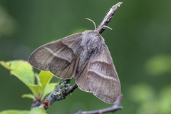 Bringebærspinner (Macrothylacia rubi)