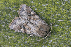 Åkerengfly (Apamea sordens)