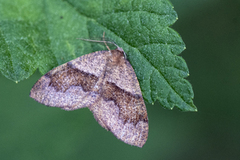 Bred skumringsmåler (Plagodis pulveraria)