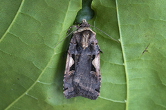 C-tegnet bakkefly (Xestia c-nigrum)