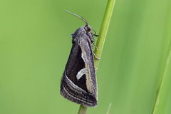 Starrglansfly (Deltote uncula)