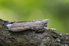 Lyst hettefly (Cucullia umbratica)