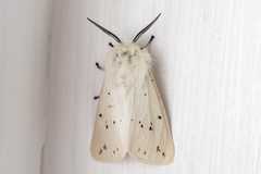 Punkttigerspinner (Spilosoma lubricipeda)