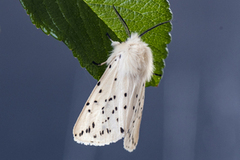 Punkttigerspinner (Spilosoma lubricipeda)