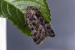 Nettnellikfly (Sideridis reticulata)