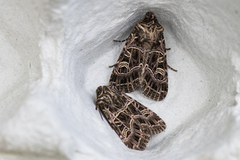 Nettnellikfly (Sideridis reticulata)