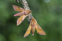 Liten snabelsvermer (Deilephila porcellus)