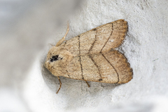 Linjefly (Charanyca trigrammica)