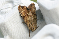 Gulbrunt engfly (Apamea sublustris)