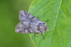 Åkerengfly (Apamea sordens)