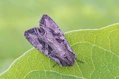 Brunt lundfly (Lacanobia suasa)