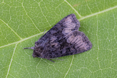 Buelinjet engfly (Oligia strigilis)