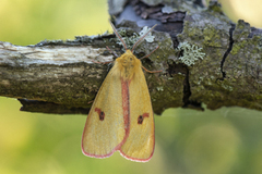 Rødfrynset bjørnespinner (Diacrisia sannio)