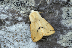 Gul tigerspinner (Spilarctia lutea)