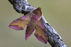 Liten snabelsvermer (Deilephila porcellus)