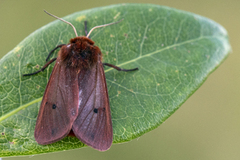 Rustvingespinner (Phragmatobia fuliginosa)