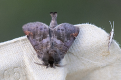 Dvergstjertspinner (Clostera pigra)