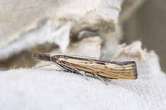 Gul nebbmott (Agriphila inquinatella)