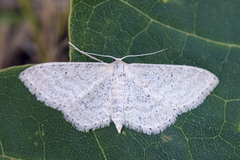 Punktengmåler (Idaea sylvestraria)