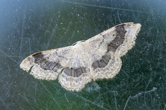 Vinkelengmåler (Idaea aversata)