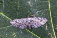 Rustdvergmåler (Eupithecia icterata)