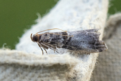 Rognesmalmott (Acrobasis advenella)