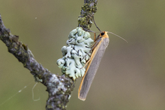 Sølvgrå lavspinner (Eilema complana)