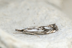 Klippenebbmott (Catoptria falsella)