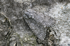 Blågrått kveldfly (Acronicta euphorbiae)