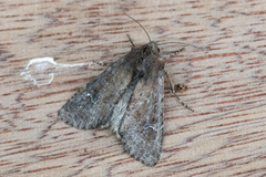 Teglrødt engfly (Apamea lateritia)