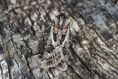 Fagerjordfly (Agrotis vestigialis)