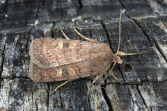 Gulflekkbakkefly (Xestia xanthographa)