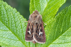 Gressmarkfly (Cerapteryx graminis)