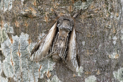 Seljetannspinner (Pheosia tremula)